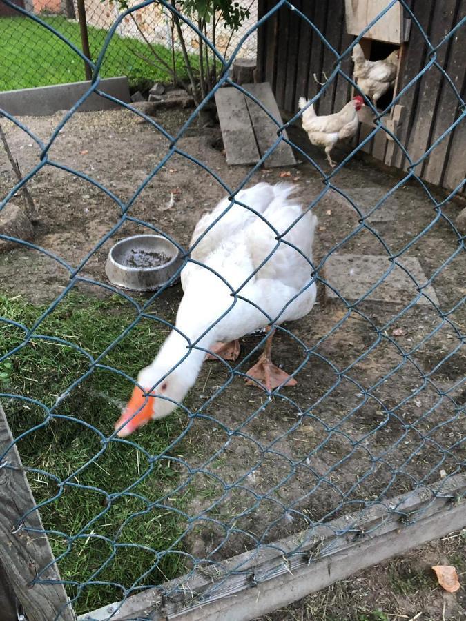 Ferienwohnung Gans Auguste Dohna المظهر الخارجي الصورة